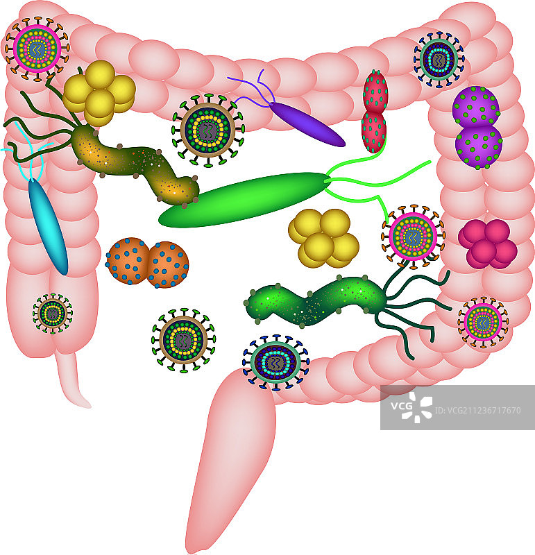 肠道菌群失调图片素材