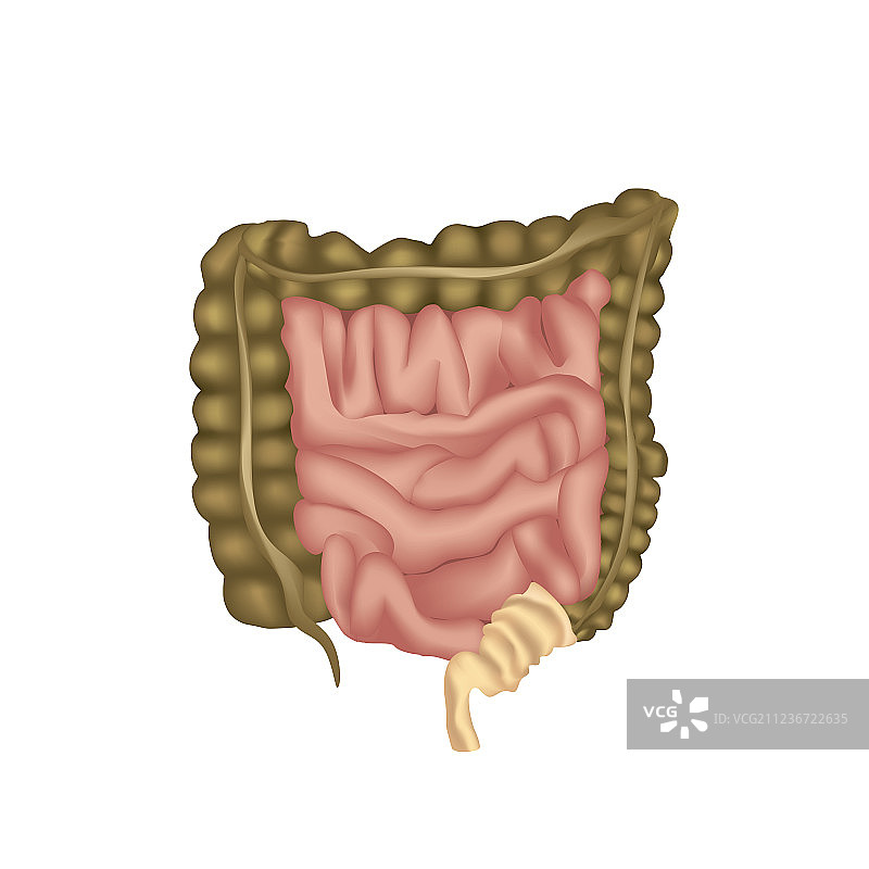 消化器官的人体大肠解剖结构图片素材