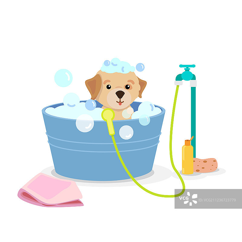 宠物狗洗澡图片素材