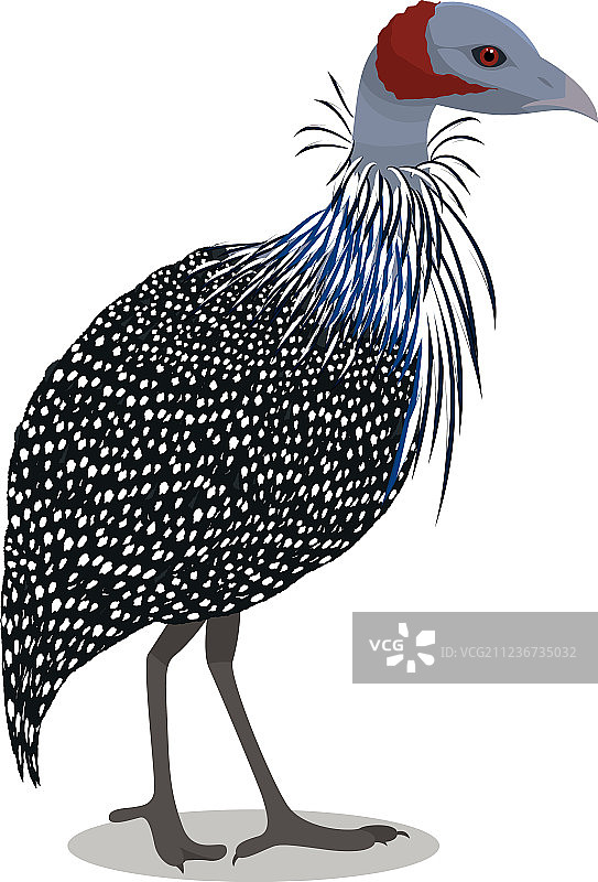 珍珠鸡图片素材