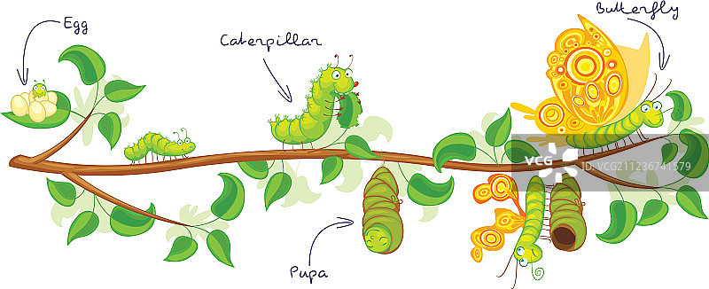 蝴蝶的蜕变图片素材