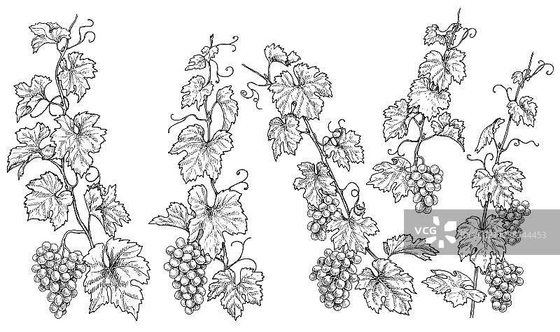 手绘单色葡萄藤图片素材