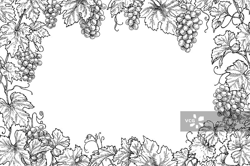 单色葡萄枝横向画框图片素材