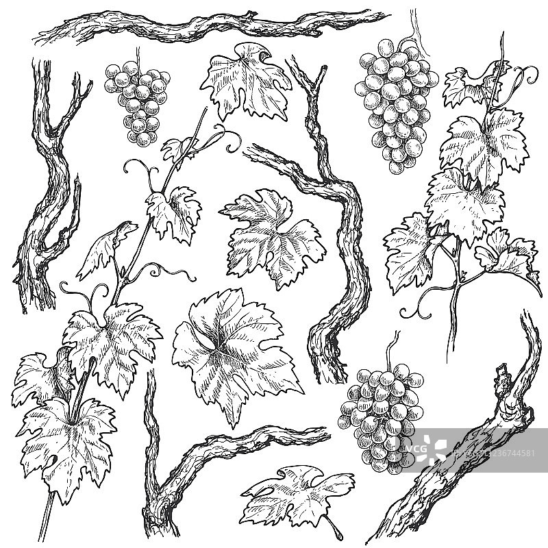 手绘葡萄枝蔓素材图片素材
