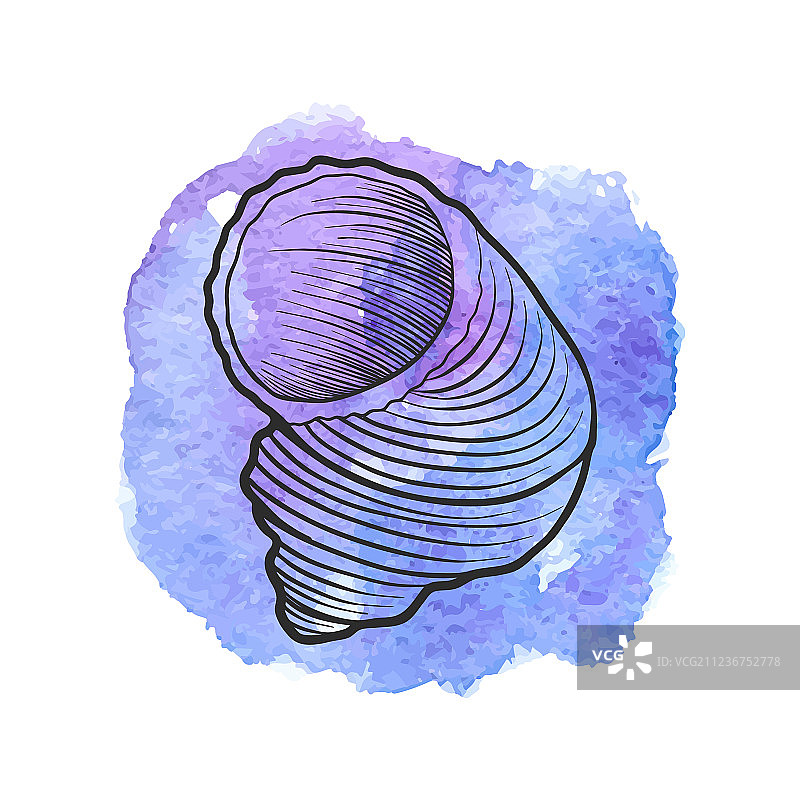 手绘贝壳图片素材