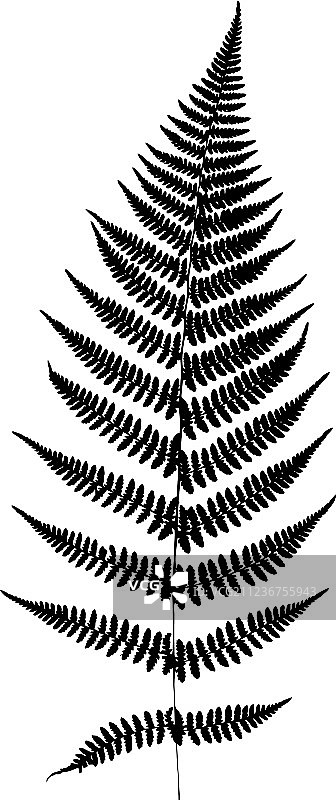 蕨叶轮廓剪影图片素材