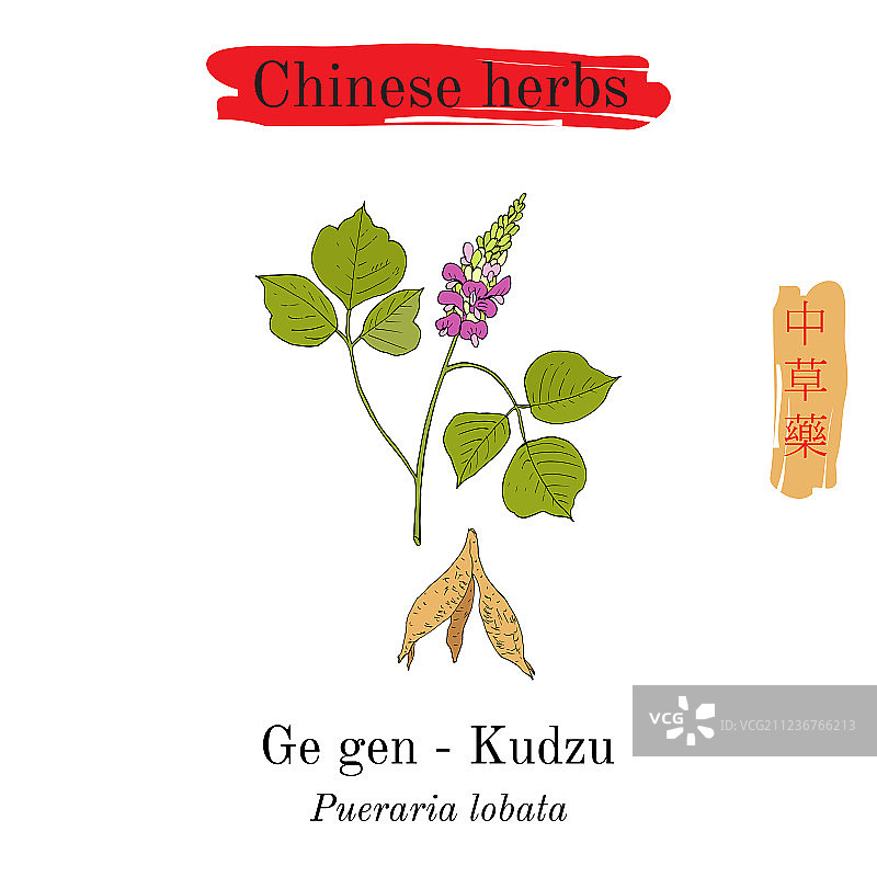 中国药用草药葛根图片素材