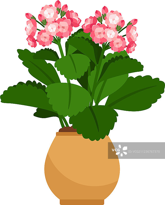 花盆里的伽蓝菜盆栽图片素材