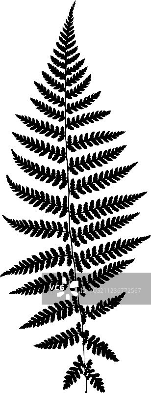蕨叶轮廓剪影图片素材