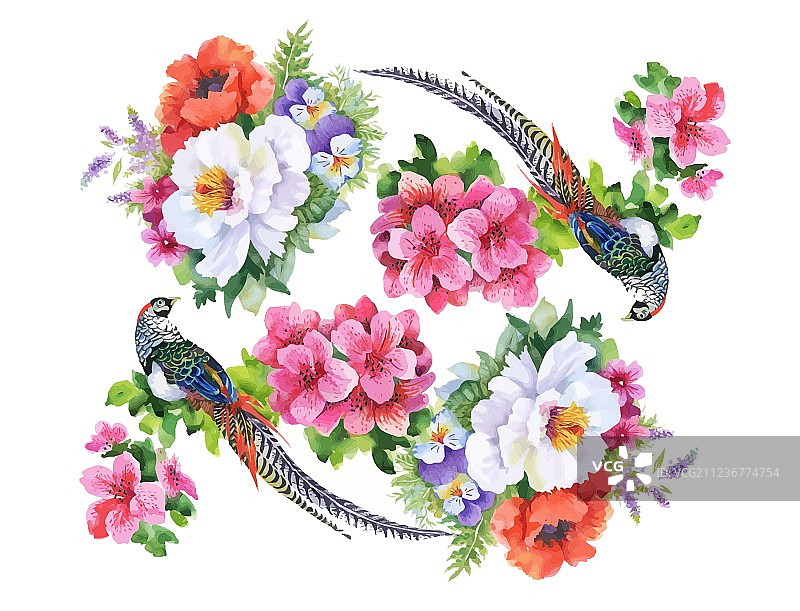 花园花卉和雉鸡水彩画图片素材