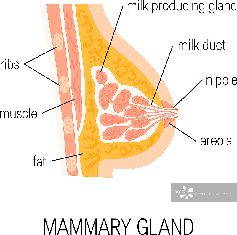 乳腺结构图图片素材