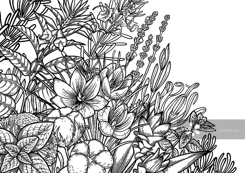 草本香料图案图片素材