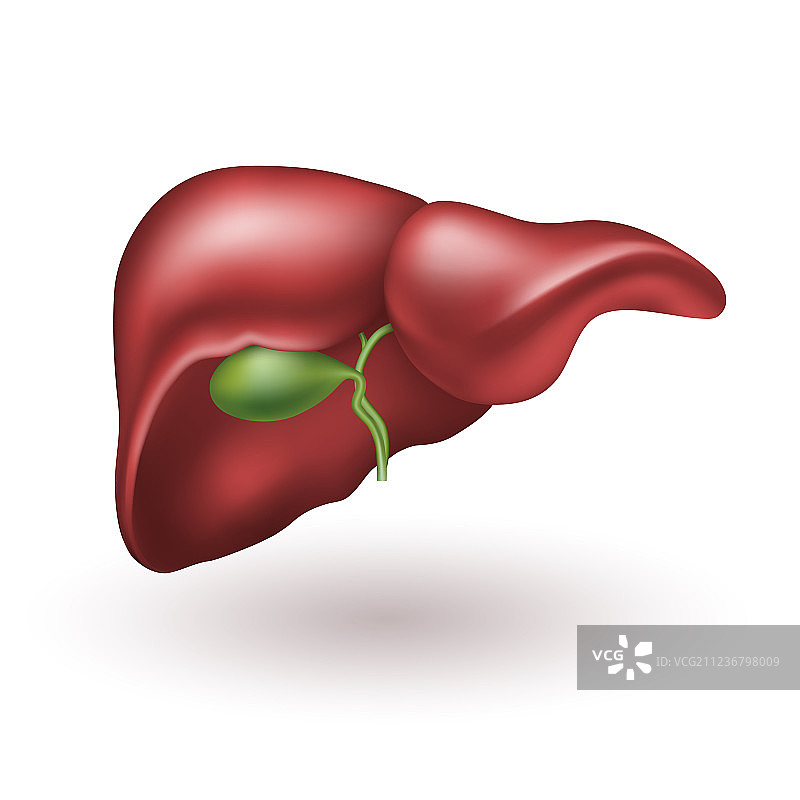 人类肝脏图片素材