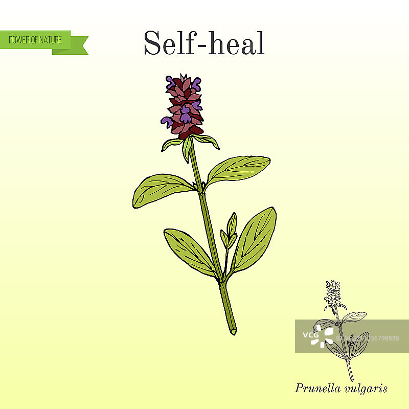 夏枯草图片素材