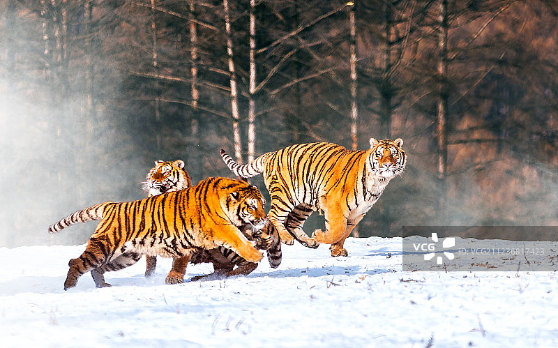 东北虎图片素材