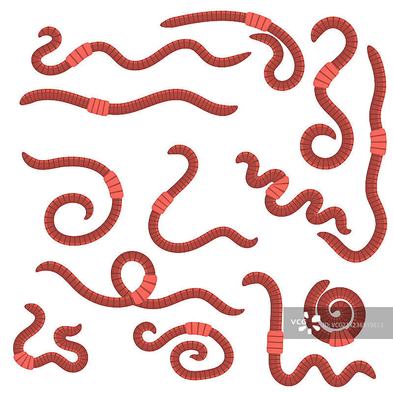 钓鱼用蚯蚓图片素材