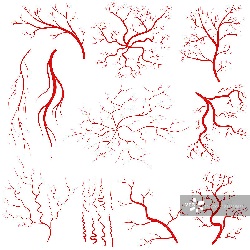 静脉血管集合图片素材