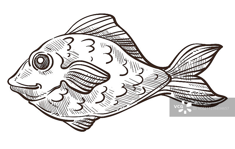 鲈鱼或水下动物素描图片素材