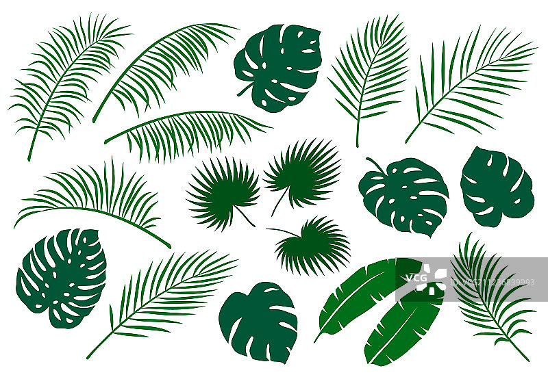 一组绿色棕榈叶图片素材