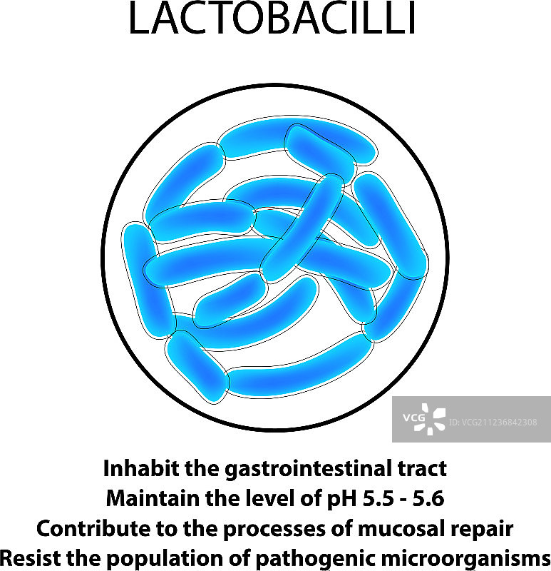 乳杆菌的结构与功能图片素材