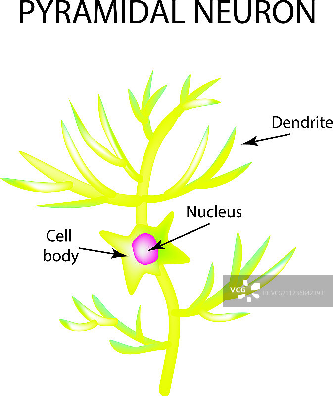 锥体神经元细胞结构图片素材