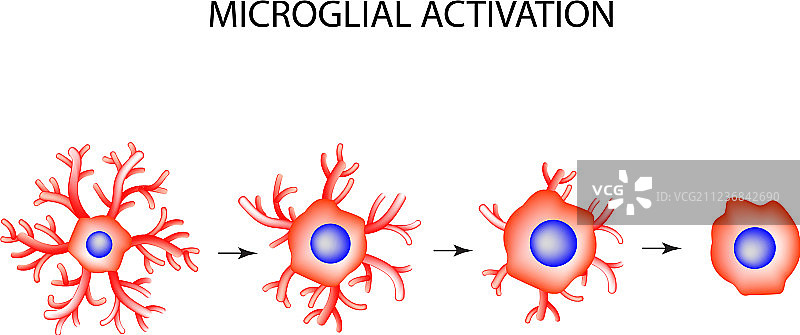 激活的神经胶质细胞神经元图片素材