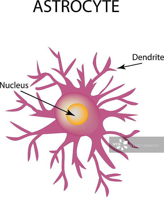 星形胶质细胞结构神经细胞信息图图片素材