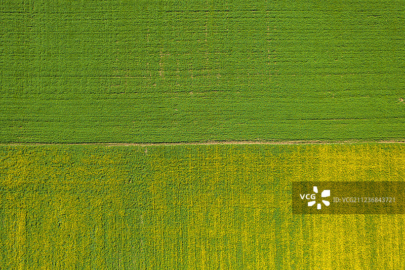 航拍青海湖旁的油菜花图片素材