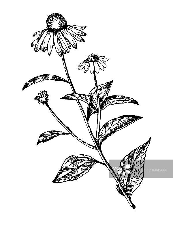 紫锥花草药雕刻图片素材