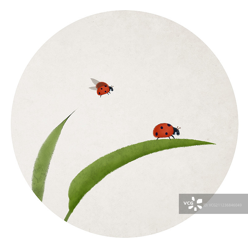 七星瓢虫图片素材