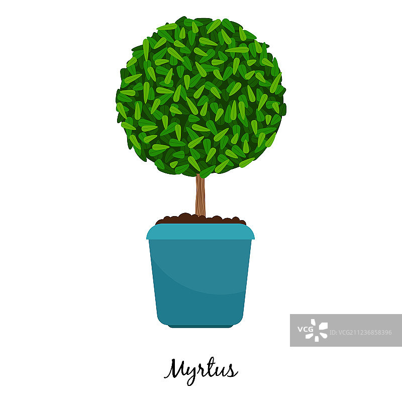 盆栽香桃木图片素材