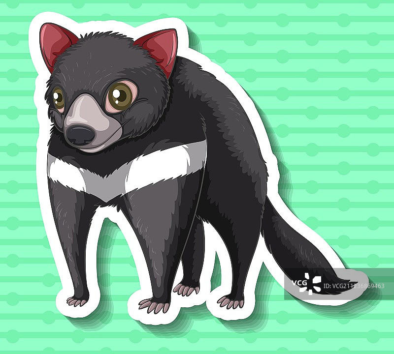 独自站立的塔斯马尼亚恶魔图片素材