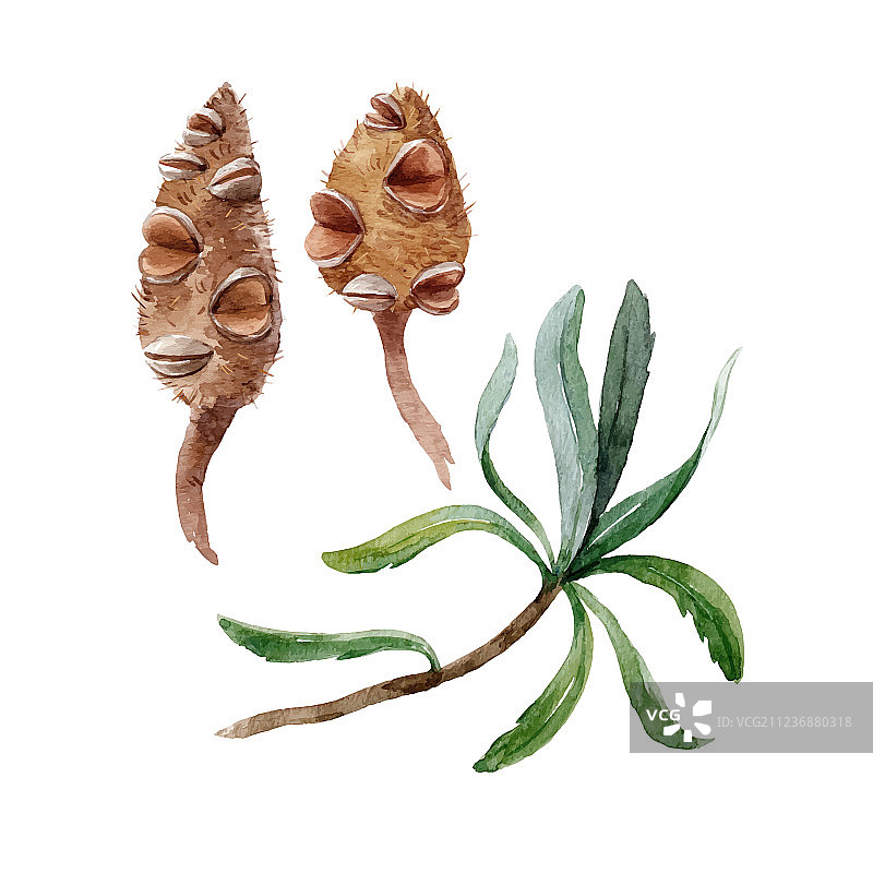水彩澳洲 Banksia 花图片素材