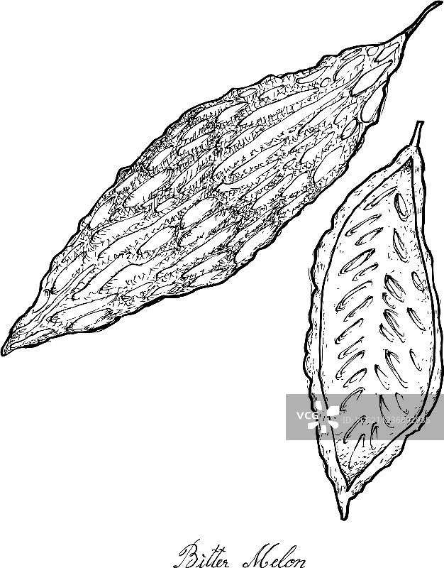 手绘新鲜绿色苦瓜图片素材