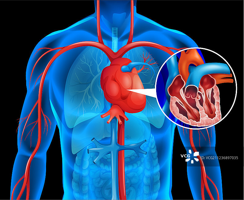 人的心脏X光片图片素材