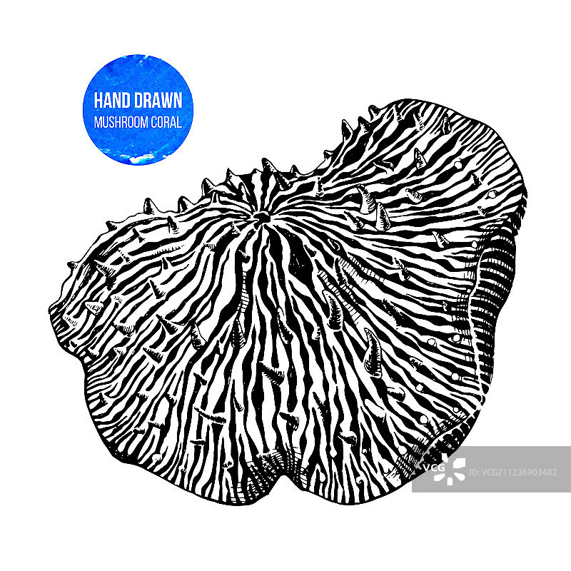 手绘蘑菇海葵图片素材
