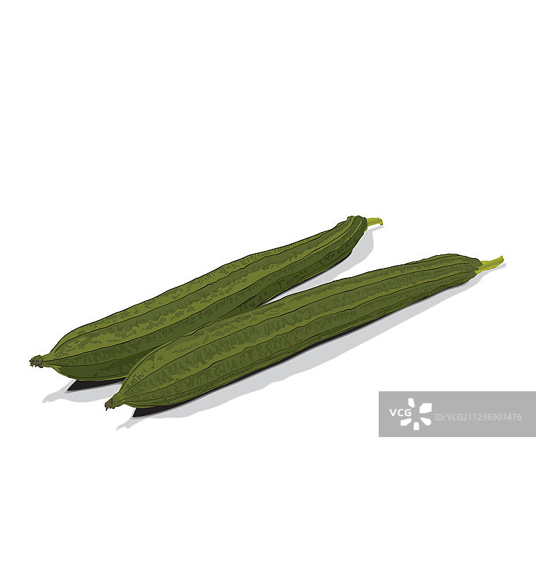 丝瓜图片素材