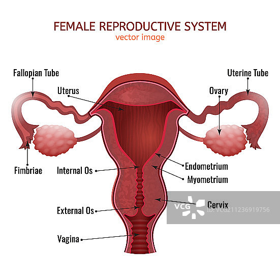 女性生殖系统图片素材