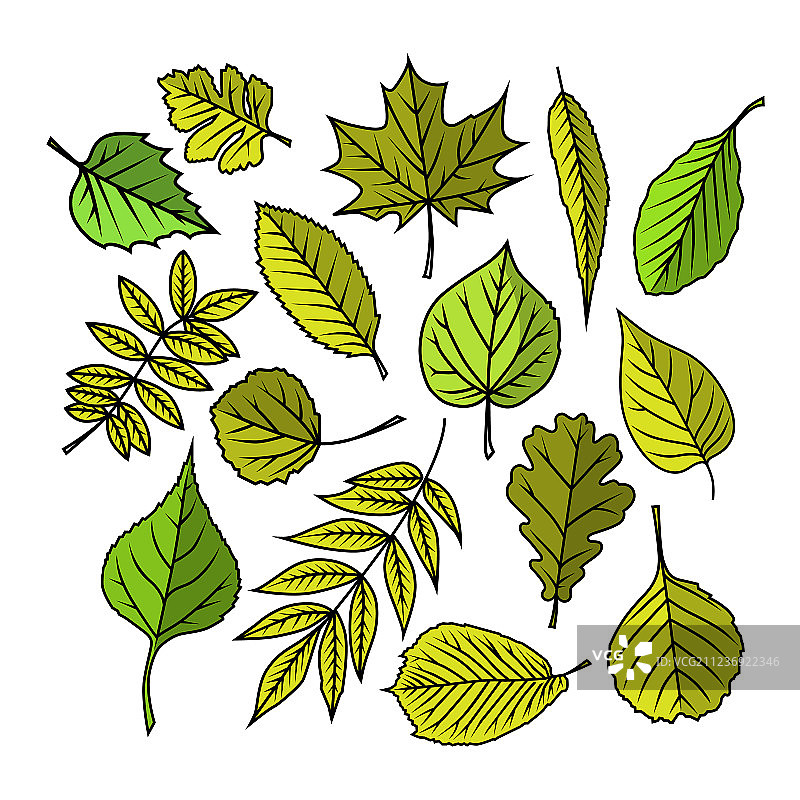 色彩鲜艳的树叶图片素材