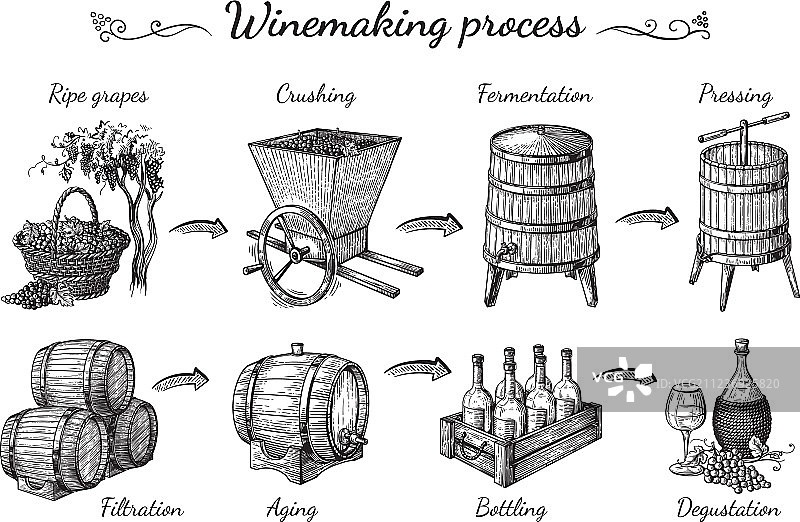 葡萄酒生产过程图片素材