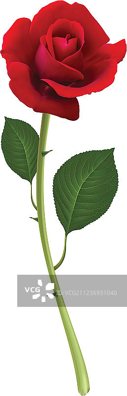 白色背景上的红色玫瑰3D效果图片素材