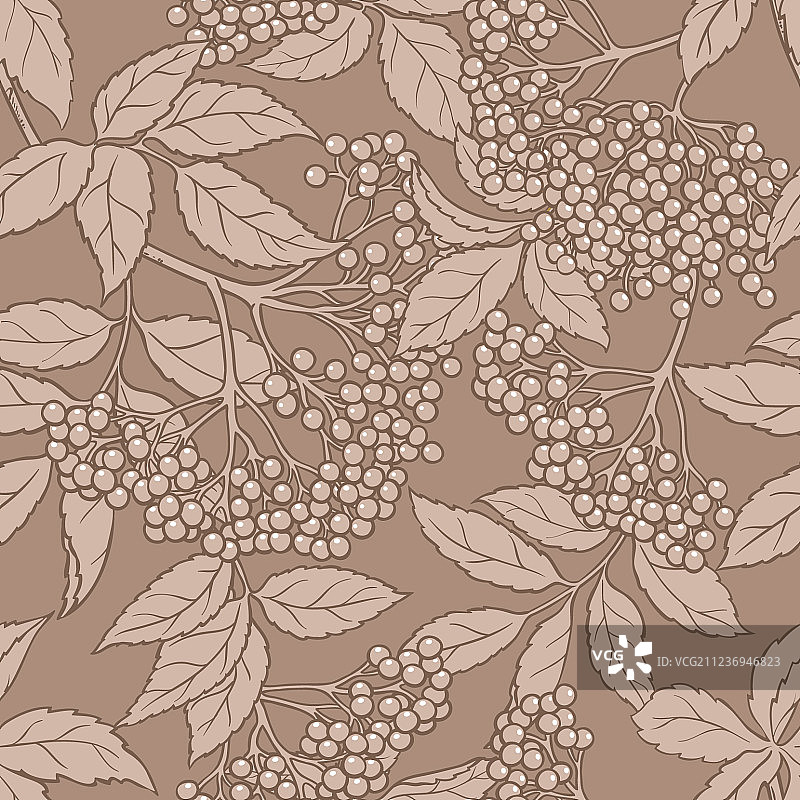 接骨木浆果无缝图案图片素材