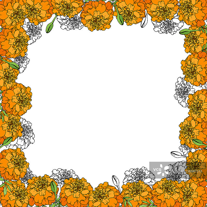 万寿菊花图片素材