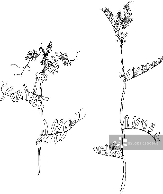 墨水绘画草本植物和花卉合集图片素材