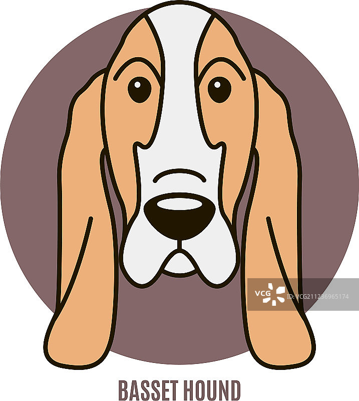 巴吉度猎犬肖像图片素材
