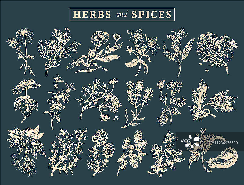 手绘药用草药香料图片素材
