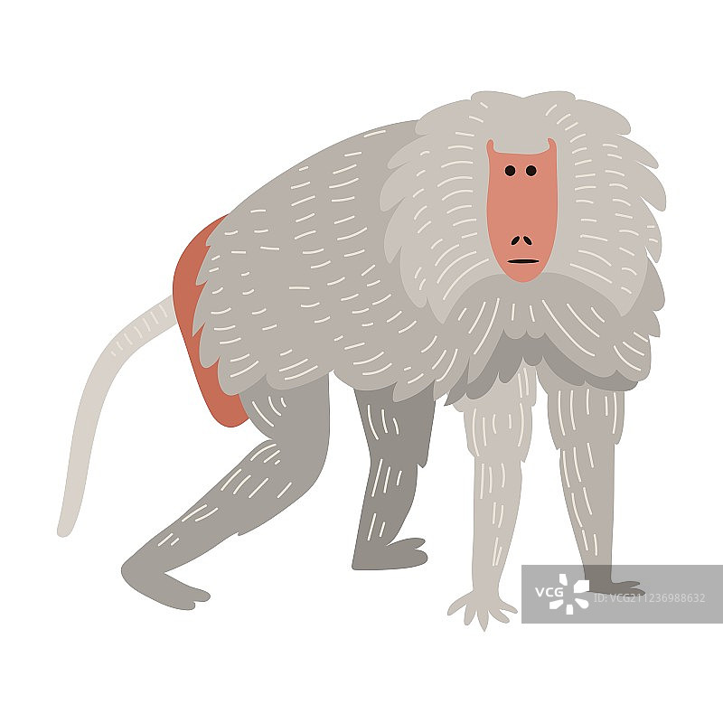 珍稀猕猴图片素材