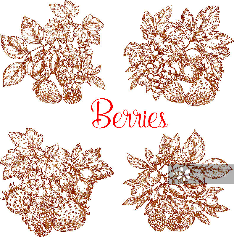 手绘浆果农场新鲜采摘图片素材