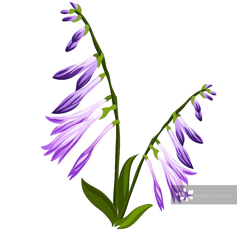 白色背景上孤立的蓝色花蕾风铃草图片素材