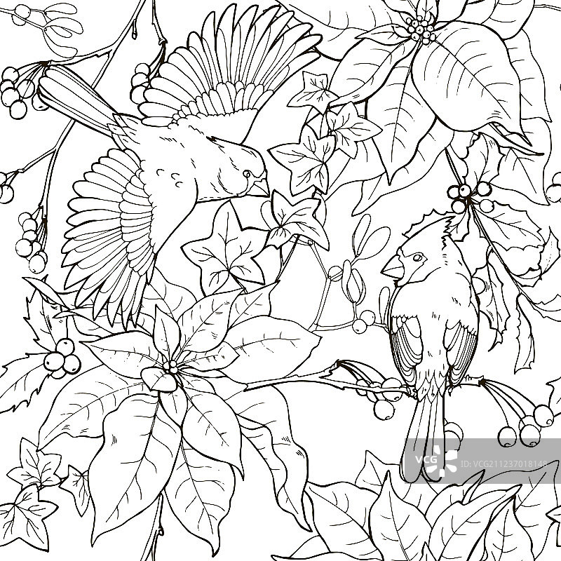 圣诞植物和小鸟图片素材